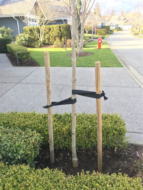 staking definition in horticulture